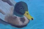 20190525_210508_Canard malard_huille1.jpg